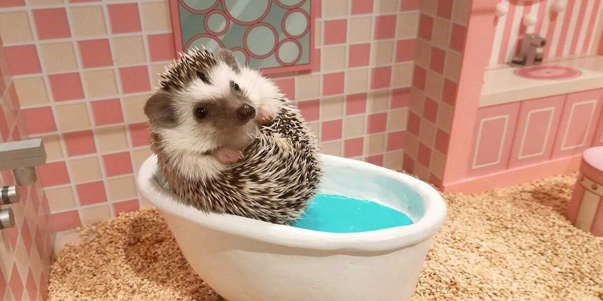 🦔 고슴도치 카페(치쿠치쿠 카페) 이미지 1